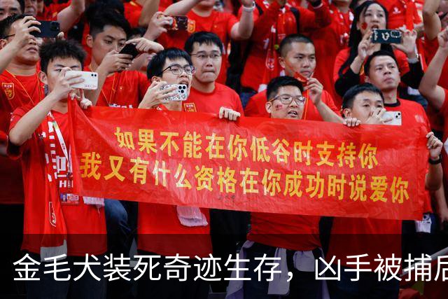 金毛犬装死奇迹生存，凶手被捕后意外重启悲剧